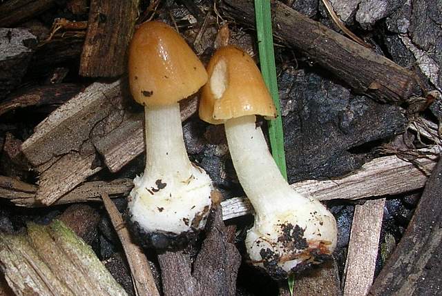 Conocybe hornana     Singer & Hausknecht